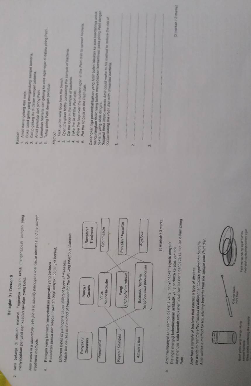 Kaedah
Bahagian B / Section B 1. Ambil dawai gelung dan meja.
2. Amir bekerja di sebuah makmal. Tugasnya adalah untuk mengenalpasti patogen yang 2. Buka botol gelas yang mengandungi sampel bakteria.
menyebabkan penyakit dan kaedah rawatan yang betul. 3. Celup gelung itu di dalam sampel bakdena.
4. Ambil penutup dari piring Petri
Amir works in a laboratory . His job is to identify pathogens that cause diseases and the correct 5. Lumurkan bakteria dari gelung ke atas agar-agar di dalara piring Pefn .
treatment methods. 6. Tutup piring Petri dengan penutup
a. Patogen yang berbeza menyebabkan penyakit yang berbeza . Method :
Padankan punca dan kaedah rawatan bagi penyakit berjangkit benkut. 1. Pick up the wire loop from the bench.
Different types of pathogens cause different types of diseases. 3. Dip the loop in the sample of bacteria
2. Open the glass bottle containing the sample of bacteria.
Match the causes and method of treatment for the following infectious diseases. 4. Take the lid off the Petri dish.
5. Wipe the loop over the nutrient agar in the Petr dish to spread bactera
6. Put the lid back on the Patri dish.
Diseases Causes Treatment Rawatan /
Penyakit / Punca / Cadangkan tiga penambahbaikan yang Amir boleh lakukan ke stas kaedshnya untuk
mengurangkan risiko yang bolah menyebabkan kontaminasi pada piring Petri dengan
bakteria yang tidak diingini
Pneumonia Virus Clotrimazole contaminating the Petri dish with unwanted bacteria.
Suggest three improvements Amir could make to his method to reduce the risk of
Varicella-zoster
1._
Kayap / Shingles Fungi Penisilin / Penicillin
Trichophyton rubrum
_
2._
Athlete's foot Bakteria/ Bacteria Acyclovir
Streptococcus pneumoniae
_
3._
[3 markah / 3 marks]
_
b. Amir mempunyai satu sampel bakteria yang menyebabkan sejenis penyakit. [3 markah / 3 marks]
Dia ingin menguji keberkesanan antibiotik yang berbeza ke atas bakteria.
Amir menulis satu kaedah untuk memindahkan bakteria daripada sampel ke dalam piring
Petn .
Amir has a sample of bacteria that causes a type of disease.
He wants to test the effectiveness of different antibiotics against the bacteria.
Amir wrirtes a method for transferring bacteria from the sample onto Petri dish.
Res
Bossf geles ying mangandung Petri mengandongl agar nutrien
campal bakeria Petri dish containing nutrient agar
Glleas bottle contaning the sample