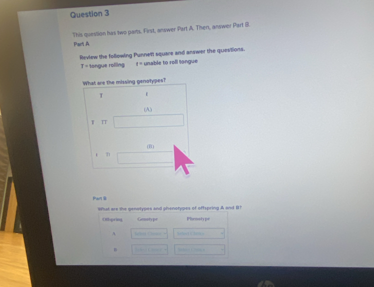 This question has two parts. First, answer Part A. Then, answer Part B.
Part A
Review the following Punnett square and answer the questions.
T= tongue rolling t= unable to roll tongue
What are the missing genotypes?
T 1
(A)
T TT
(B)
Tt
Part B
What are the genotypes and phenotypes of offspring A and B?
Offspring Genotype Phenotype
A Sehot Choice Select Chnice
B Sh-+ U