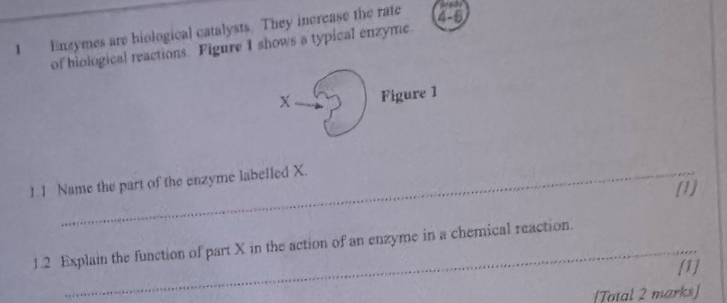 Enzymes are hiological catalysts. They increase the rate 45
of biological reactions. Figure I shows a typical enzyme. 
X 
Figure 1 
1.1 Name the part of the enzyme labelled X. 
[1] 
__ 
1.2 Explain the function of part X in the action of an enzyme in a chemical reaction. 
[1] 
[Total 2 marks]