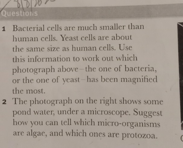 Bacterial cells are much smaller than 
human cells. Yeast cells are about 
the same size as human cells. Use 
this information to work out which 
photograph above-the one of bacteria, 
or the one of yeast-has been magnified 
the most. 
2 The photograph on the right shows some 
pond water, under a microscope. Suggest 
how you can tell which micro-organisms 
are algae, and which ones are protozoa.