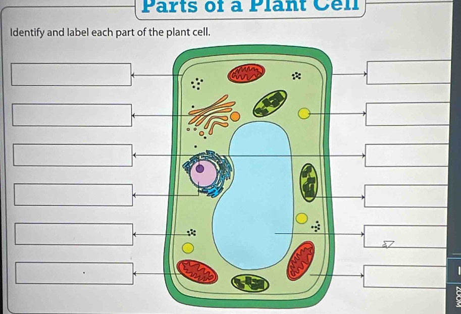 Parts of a Plant Cell 
Identify and label each part of the plant cell.