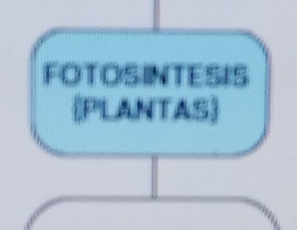 FOTOSINTESIS 
PLANTAS