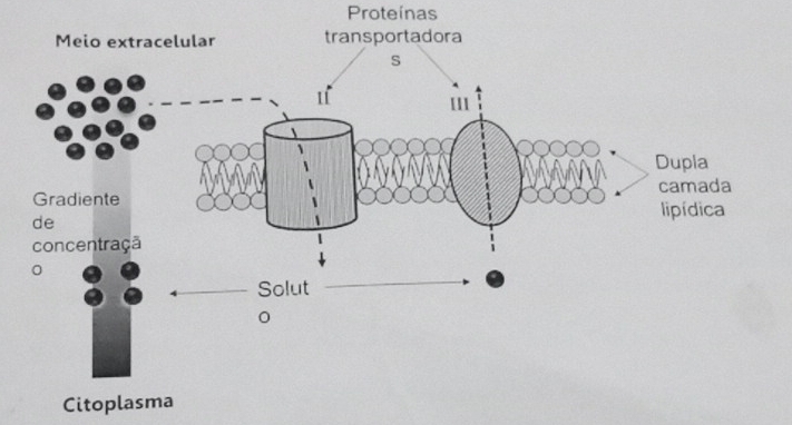 Proteínas 
Citoplasma