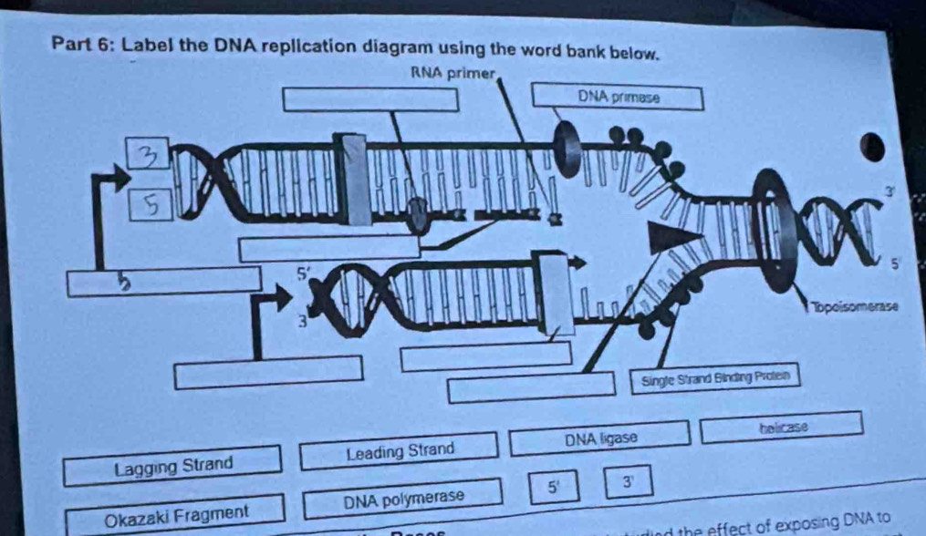 Solved: Label the DNA replication diagram using the word bank below ...