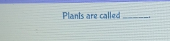 Plants are called _.