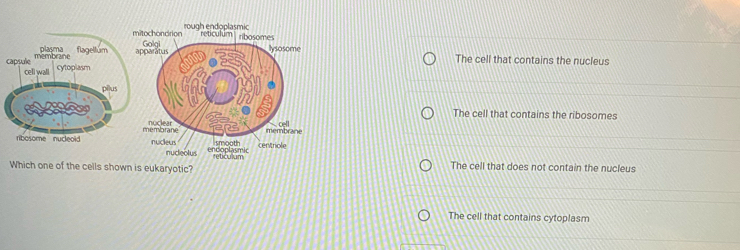 playma flagellúm 
capsule membrane
The cell that contains the nucleus
cell wall cytoplasm
pilus
The cell that contains the ribosomes
ribosome nucleoid 
Which one of the cells shown is eukaryotic? The cell that does not contain the nucleus
The cell that contains cytoplasm