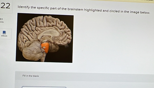 ldentify the specific part of the brainstem highlighted and circled in the image below. 
83 
ints 
eBook 
Fill in the blank