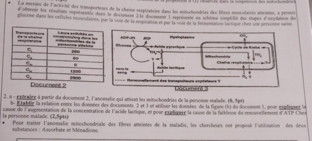 proportion d'O2 observée dans la suspension des mitochondries
La mesure de l'activité des transporteurs de la chaine respiratoire dans les mitochondries des fibres musculaires atteintes, a permis
d'obtenir les résultats représentés dans le document 2.le document 3 représente un schéma simplifié des étapes d'oxydation du
glucose dans les cellules musculaires, par la voie de la respiration et par la voie de la fermentation lactique chez une personne saine.
2. a - extraire à partir du document 2, l’anomalie qui attient les mitochondries de la personne malade. (0, 5pt)
b- Etablir la relation entre les données des documents 2 et 3 et utiliser les données de la figure (b) du document 1, pour expliquer la
cause de l’augmentation de la concentration de l’acide lactique, et pour expliquer la cause de la faiblesse du renouvellement d'ATP Chez
la personne malade. (2,5pts)
Pour traiter l'anomalie mitochondriale des fibres atteintes de la maladie, les chercheurs ont proposé l'utilisation des deux
substances : Ascorbate et Ménadione.