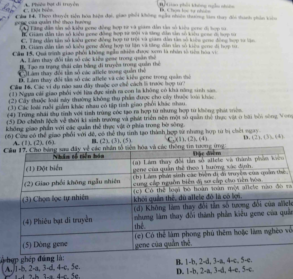 A. Phiêu bạt di truyền B. Giao phối không ngẫu nhiên
C. Đột biển. D. Chọn lọc tự nhiên
Câu 14, Theo thuyết tiền hóa hiện đại, giao phối không ngẫu nhiên thường làm thay đôi thành phần kiêu
gene của quần thể theo hướng
(A  Tăng dân tần số kiểu gene đồng hợp tử và giám dân tần số kiểu gene đị hợp từ.
B. Giảm dần tần số kiểu gene đồng hợp tử trội và tăng dân tần số kiểu gene đị hợp từ
C. Tăng dân tần số kiểu gene đồng hợp tử trội và giảm dân tân số kiệu gene đòng hợp từ lận.
D. Giám dần tần số kiểu gene đồng hợp tử lận và tăng dân tần số kiêu gene đị hợp tư.
Câu 15. Quá trình giao phối không ngẫu nhiên được xem là nhân tổ tiên hóa vi:
A. Làm thay đổi tần số các kiểu gene trong quần thể
B. Tạo ra trạng thái cân bằng di truyền trong quần thể
C. Lầm thay đổi tần số các allele trong quần thể
D. Làm thay đổi tần số các allele và các kiểu gene trong quần thể
Câu 16. Các ví dụ nào sau đây thuộc cơ chế cách li trước hợp từ?
(1) Ngựa cái giao phối với lừa đực sinh ra con la không có khả năng sinh sản.
(2) Cây thuộc loài này thường không thụ phần được cho cây thuộc loài khác.
(3) Các loài ruồi giấm khác nhau có tập tính giao phối khác nhau.
(4) Trứng nhái thụ tinh với tinh trùng cóc tạo ra hợp tử nhưng hợp tử không phát triển.
(5) Do chênh lệch về thời kỉ sinh trưởng và phát triển nên một số quần thể thực vật ở bãi bồi sông Vong
không giao phấn với các quần thể thực vật ở phía trong bờ sông.
(6) Cừu có thể giao phối với dê, có thể thụ tinh tạo thành hợp tử nhưng hợp tử bị chết ngay.
A. (1), (2), (6). B. (2), (3), (5). C.(1), (2), (4). D. (2), (3), (4).
 
,
ra
ele
ần
vố
Tổ hợp ghép đúng là:
A. 1-b, 2-a, 3-d, 4-c, 5e. B. 1-b, 2-d, 3-a, 4-c, 5-e.
1-d 2-b 3-a. 4-c. 5e. D. 1-b, 2-a, 3-d, 4-e, 5-c.