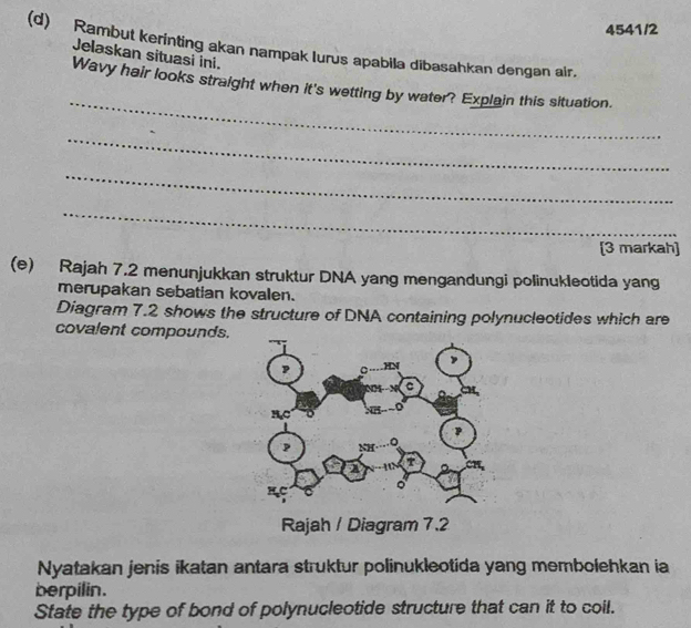 4541/2 
(d) Rambut kerinting akan nampak lurus apabila dibasahkan dengan air. Jelaskan situasi ini. 
_ 
Wavy hair looks straight when it's wetting by water? Explain this situation. 
_ 
_ 
_ 
[3 markah] 
(e) Rajah 7.2 menunjukkan struktur DNA yang mengandungi polinukleotida yang 
merupakan sebatian kovalen. 
Diagram 7.2 shows the structure of DNA containing polynucleotides which are 
covalent compounds. 
Nyatakan jenis ikatan antara struktur polinukleotida yang membolehkan ia 
berpilin. 
State the type of bond of polynucleotide structure that can it to coil.