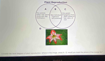 Plant Reproduction 
Consider the Venn diagram of plant reproduction. Where in this image, areas A- D, would you insert the picture of the orange ly?