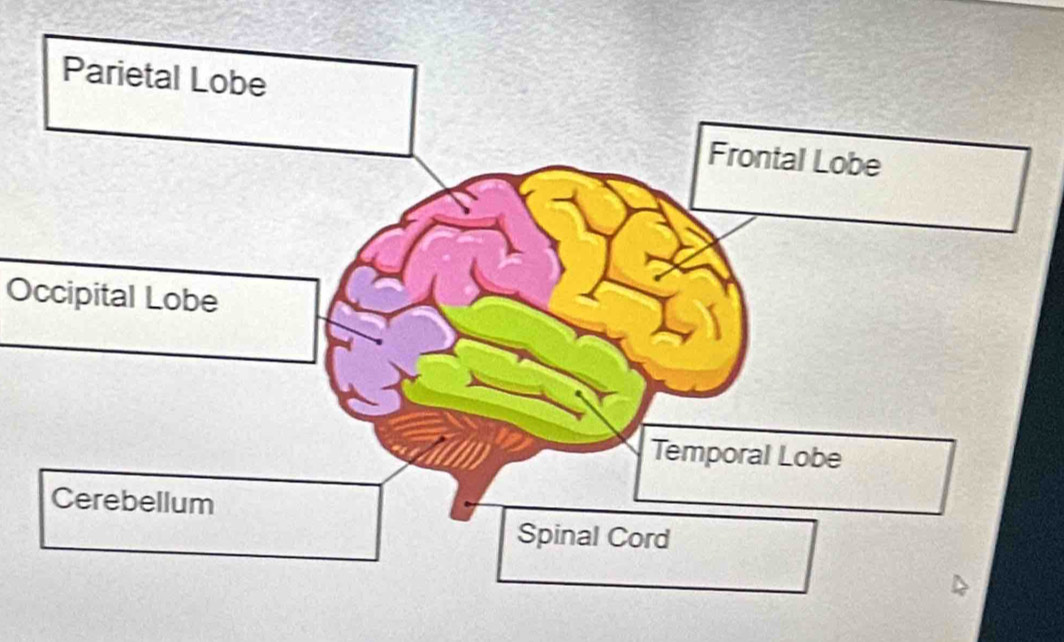 Occipital Lobe