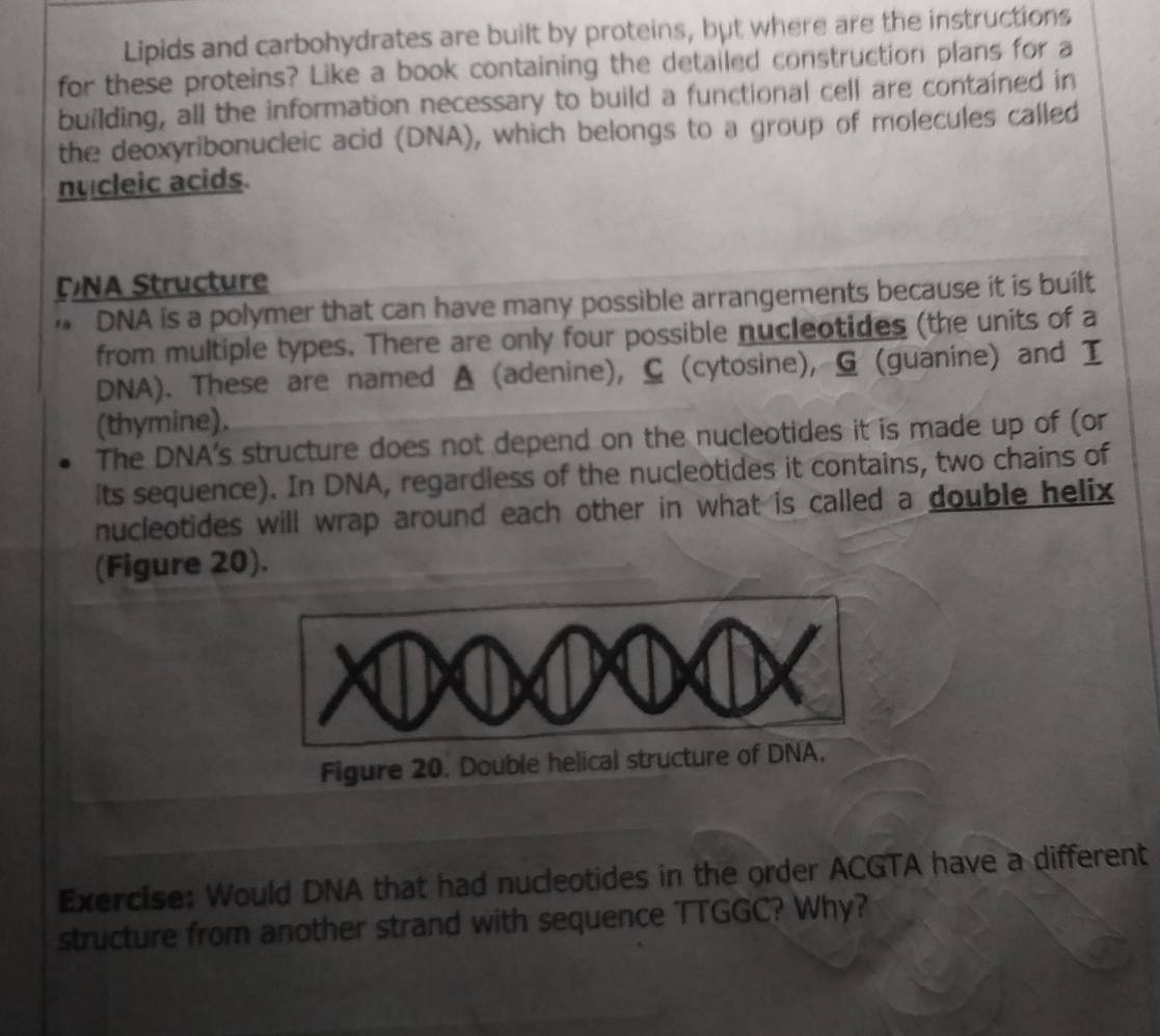 Lipids and carbohydrates are built by proteins, but where are the instructions 
for these proteins? Like a book containing the detailed construction plans for a 
building, all the information necessary to build a functional cell are contained in 
the deoxyribonucleic acid (DNA), which belongs to a group of molecules called 
nucleic acids. 
D NA Structure 
* DNA is a polymer that can have many possible arrangements because it is built 
from multiple types. There are only four possible nucleotides (the units of a 
DNA). These are named A (adenine), C (cytosine), G (guanine) and I 
(thymine). 
The DNA's structure does not depend on the nucleotides it is made up of (or 
its sequence). In DNA, regardless of the nucleotides it contains, two chains of 
nucleotides will wrap around each other in what is called a double helix 
(Figure 20). 
Figure 20. Double helical structure of DNA, 
Exercise: Would DNA that had nucleotides in the order ACGTA have a different 
structure from another strand with sequence TTGGC? Why?