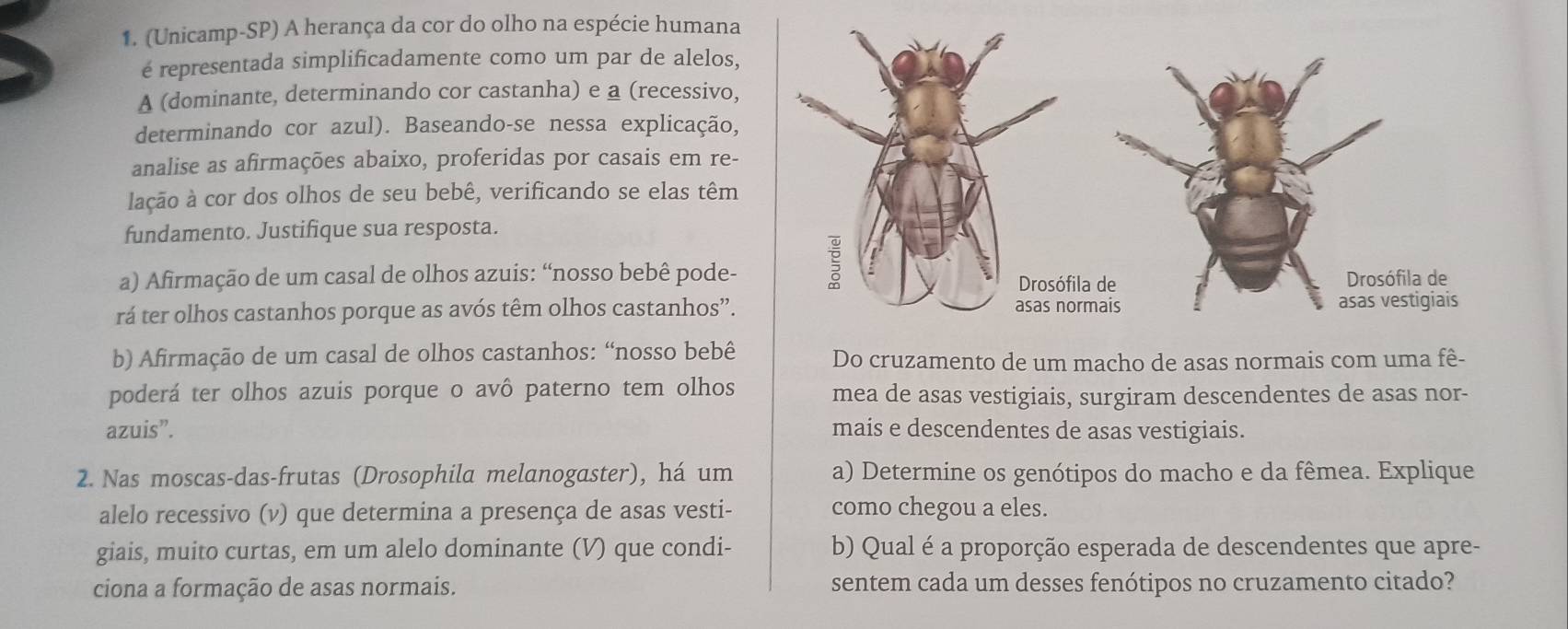 (Unicamp-SP) A herança da cor do olho na espécie humana 
é representada simplificadamente como um par de alelos, 
A (dominante, determinando cor castanha) e a (recessivo, 
determinando cor azul). Baseando-se nessa explicação, 
analise as afirmações abaixo, proferidas por casais em re- 
lação à cor dos olhos de seu bebê, verificando se elas têm 
fundamento. Justifique sua resposta. 
a) Afirmação de um casal de olhos azuis: “nosso bebê pode- 
rá ter olhos castanhos porque as avós têm olhos castanhos”. 
b) Afirmação de um casal de olhos castanhos: “nosso bebê Do cruzamento de um macho de asas normais com uma fê- 
poderá ter olhos azuis porque o avô paterno tem olhos mea de asas vestigiais, surgiram descendentes de asas nor- 
azuis”. mais e descendentes de asas vestigiais. 
2. Nas moscas-das-frutas (Drosophila melanogaster), há um a) Determine os genótipos do macho e da fêmea. Explique 
alelo recessivo (v) que determina a presença de asas vesti- como chegou a eles. 
giais, muito curtas, em um alelo dominante (V) que condi- b) Qual é a proporção esperada de descendentes que apre- 
ciona a formação de asas normais. sentem cada um desses fenótipos no cruzamento citado?