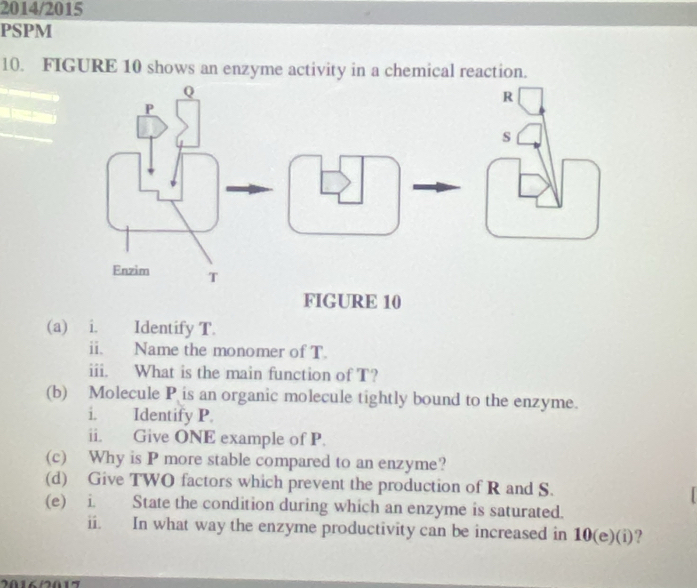 2014/2015 
PSPM 
10. FIGURE 10 shows an enzyme activity in a chemical reaction. 
(a) i. Identify T. 
ii. Name the monomer of T. 
iii. What is the main function of T? 
(b) Molecule P is an organic molecule tightly bound to the enzyme. 
i. Identify P. 
ii. Give ONE example of P. 
(c) Why is P more stable compared to an enzyme? 
(d) Give TWO factors which prevent the production of R and S. 
(e) i. State the condition during which an enzyme is saturated. 
ii. In what way the enzyme productivity can be increased in 10 (e)(i)?