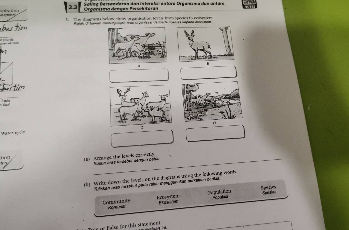 2.3 Saling Bersandaran dan Interaksi antara Organisma dan antara 
espiration Organisma dengan Persekitaran NOTES 
Respiras 
1. The diagrams below show organisation levels from species to ecosystem 
Rajah di bawah menunjukkan aras organisasi daripada spesies kepada ekosistem. 
_ 
c plants 
Jhan akuatik 
A 
B 
_ 
fuels 
pí fosil 
Water cycle 
tion 
(a) Arrange the levels correctly. 
tan 
Susun aras tersebut dengan betul. 
(b) Write down the levels on the diagrams using the following words. 
Tuliskan aras tersebut pada rajah menggunakan perkataan berikut. 
Species 
Community Ecosystem Population 
Spesies 
Komuniti Ekosistem Populasi 
e or False for this statement. 
m y ataan ini.