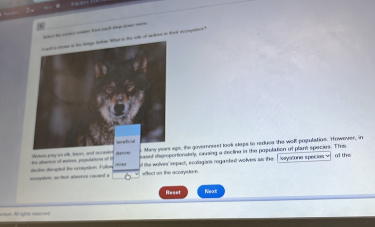 Sokes te comes arses for such drop-down mems 
h well is stow in the image helbe. What is the role of wolves in their ecosyster? 
beneficial 
Wolves prey on elk, bison, and occasion domino Many years ago, the government took steps to reduce the wolf population. However, in 
the absence of wolves, populations of th eased disproportionately, causing a decline in the population of plant species. This 
decline disrupted the ecosystem. Follow minor of the wolves' impact, ecologists regarded wolves as the keystone species of the 
ecosystem, as their absence caused a effect on the ecosystem. 
Reset Next 
entum All rights reserved