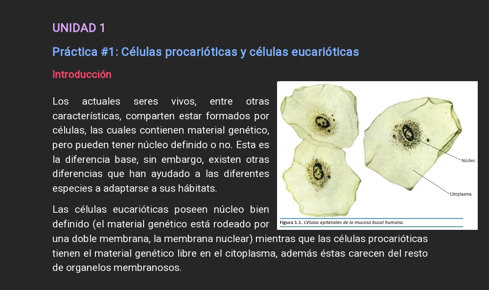 UNIDAD 1 
Práctica #1: Células procarióticas y células eucarióticas 
Introducción 
Los actuales seres vivos, entre otras 
características, comparten estar formados por 
células, las cuales contienen material genético, 
pero pueden tener núcleo definido o no. Esta es 
la diferencia base, sin embargo, existen otras 
diferencias que han ayudado a las diferentes 
especies a adaptarse a sus hábitats. 
Las células eucarióticas poseen núcleo bien 
definido (el material genético está rodeado por 
una doble membrana, la membrana nuclear) mientras que las células procarióticas 
tienen el material genético libre en el citoplasma, además éstas carecen del resto 
de organelos membranosos.