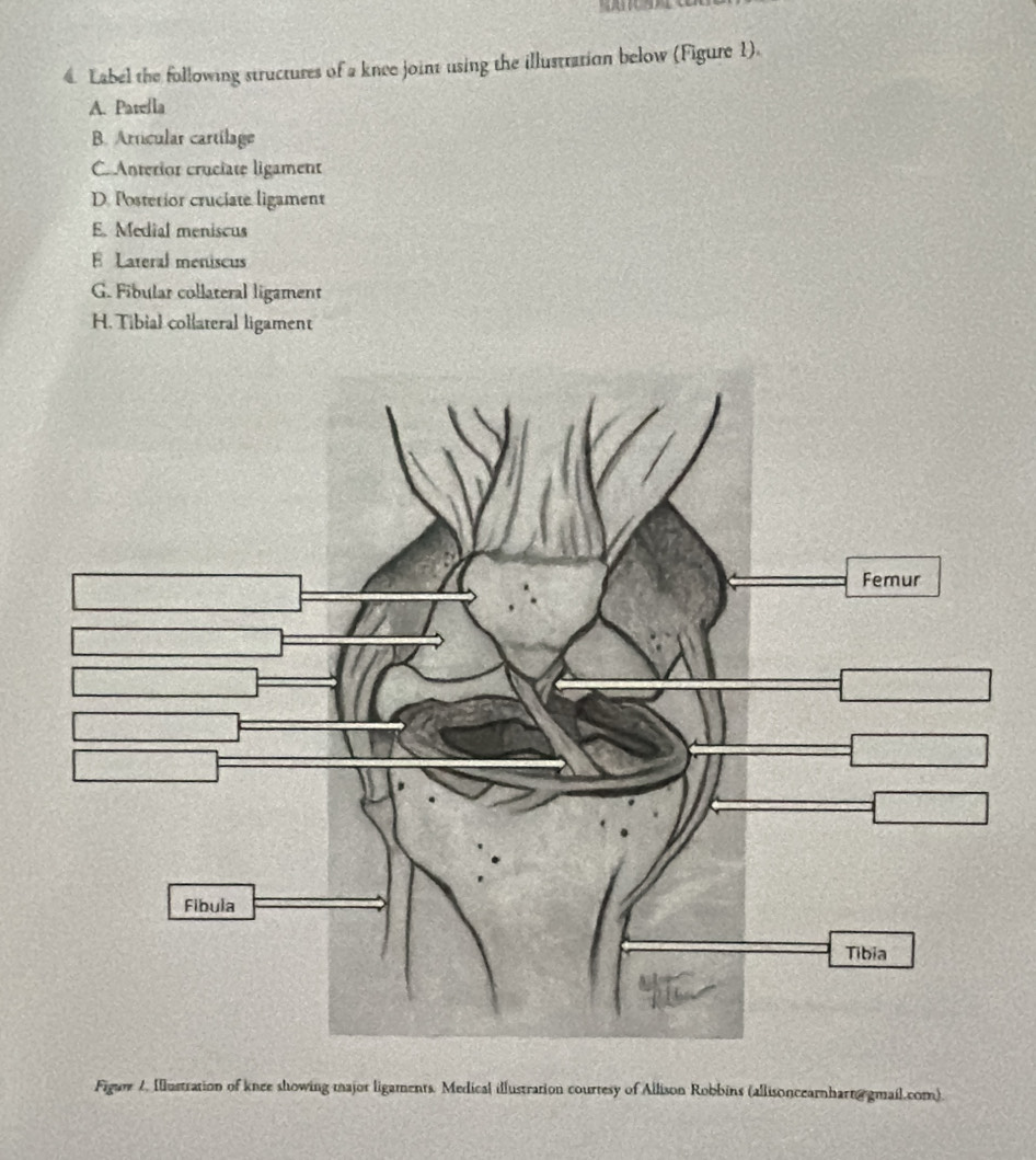 Solved: Label the following structures of a knee joint using the ...