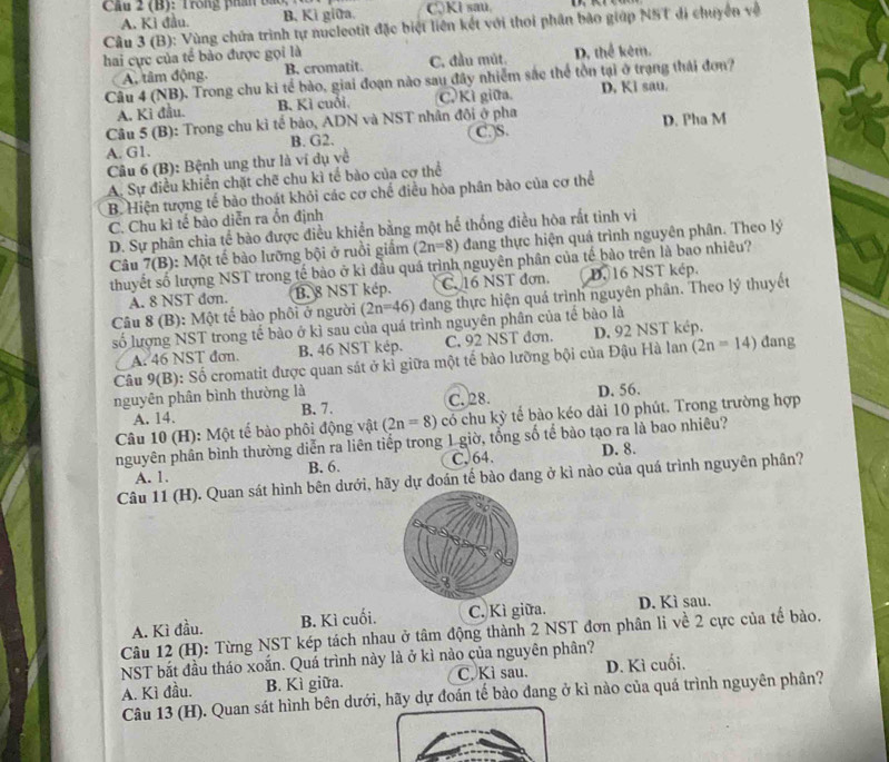Trong phần ba  1 C,Ki sau.
A. Ki đầu. B. Kì giữa.
Câu 3 (B): Vùng chứa trình tự nucleotit đặc biệt liên kết với thoi phân bảo giớp NST đi chuyên về
hai cực của tế bào được gọi là
A, tâm động. B. cromatit. C. đầu mút. D. thể kêm.
Câu 4 (NB). Trong chu ki tế bào, giai đoạn nào sau đây nhiễm sắc thể tồn tại ở trạng thái đơn?
A. Ki đầu. B. Kì cuỗi. C. Kì giữa. D. Ki sau.
Câu 5 (B): Trong chu kì tế bào, ADN và NST nhân đôi ở pha
A. G1. B. G2. C.)S. D. Pha M
Câu 6 (B): Bệnh ung thư là ví dụ về
A. Sự điều khiển chặt chẽ chu kì tế bào của cơ thể
B. Hiện tượng tế bảo thoát khỏi các cơ chế điều hòa phân bảo của cơ thể
C. Chu kì tế bào diễn ra ổn định
D. Sự phân chia tế bào được điều khiển bằng một hể thống điều hòa rất tinh vi
Câu 7(B): Một tế bào lưỡng bội ở ruồi giấm (2n=8) đang thực hiện quả trình nguyên phân. Theo lý
thuyết số lượng NST trong tế bào ở kì đầu quá trình nguyên phân của tế bào trên là bao nhiêu?
A. 8 NST đơn. B. 8 NST kép. C. 16 NST đơn. (D.)16 NST kép.
Câu 8 (B): Một tế bào phối ở người (2n=46) đang thực hiện quá trình nguyên phân. Theo lý thuyết
số lượng NST trong tế bào ở kì sau của quá trình nguyên phân của tế bào là
A. 46 NST đơn. B. 46 NST kép. C. 92 NST đơn. D. 92 NST kép.
Câu 9(B): Số cromatit được quan sát ở kỉ giữa một tế bào lưỡng bội của Đậu Hà lan (2n=14) dang
nguyên phân bình thường là
A. 14. B. 7. C. 28. D. 56.
Câu 10 (H): Một tế bào phôi động vật (2n=8) có chu kỳ tế bào kéo dài 10 phút. Trong trường hợp
nguyên phân bình thường diễn ra liên tiếp trong 1 giờ, tổng số tể bào tạo ra là bao nhiêu?
C. 64.
A. 1. B. 6. D. 8.
Câu 11 (H). Quan sát hình bên dưới, hãy dự đoán tế bào đang ở kì nào của quá trình nguyên phân?
A. Kì đầu. B. Kì cuối. C. Kì giữa. D. Kì sau.
Câu 12 (H): Từng NST kép tách nhau ở tâm động thành 2 NST đơn phân li về 2 cực của tế bào.
NST bắt đầu tháo xoắn. Quá trình này là ở kì nào của nguyên phần?
A. Kì đầu. B. Kì giữa. C. Kì sau. D. Kì cuối.
Câu 13 (H). Quan sát hình bên dưới, hãy dự đoán tế bảo đang ở kì nào của quá trình nguyên phân?