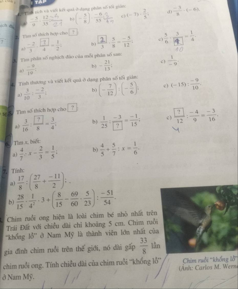 TAP
Tính tích và viết kết quả ở dạng phân so tối giản:
d)
ịch đả a  (-5)/9 ·  12/35  b) (- 5/8 )·  (-6)/55 ; c) (-7)·  2/5 ;  (-3)/8 · (-6).
overline 7 2. Tìm số thích hợp cho ?
c)   
b)
a)
3 Tìm phân số nghịch đảo của mỗi phân số sau:
c)  1/-9 .
a)  (-9)/19 ;
b) - 21/13 ;
4. Tính thương và viết kết quả ở dạng phân số tối giản:
a)  3/10 : (-2)/3 ;
b) (- 7/12 ):(- 5/6 ); c) (-15): (-9)/10 .
số  Tìm số thích hợp cho 
a)  3/16 : ?/8 = 3/4 ;
b)  1/25 : (-3)/? = (-1)/15 ; c) frac  ?12: (-4)/9 = (-3)/16 .
6. / Tìm x, biết:
a)  4/7 ;x- 2/3 = 1/5 ; b)  4/5 + 5/7 :x= 1/6 .
7. Tính:
a)  17/8 :( 27/8 + (-11)/2 );.
b)  28/15 ·  1/4^2 · 3+( 8/15 - 69/60 ·  5/23 ): (-51)/54 .
a Chim ruồi ong hiện là loài chim bé nhỏ nhất trên
Trái Đất với chiều dài chỉ khoảng 5 cm. Chim ruồi
“khổng lồ” ở Nam Mỹ là thành viên lớn nhất của
gia đình chim ruồi trên thế giới, nó dài gấp  33/8  lần
chim ruồi ong. Tính chiều dài của chim ruồi “khổng lồ” Chim ruồi “khổng lồ”
(Ánh: Carlos M. Wern
ở Nam Mỹ.