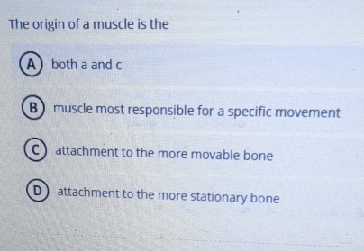 The origin of a muscle is the
A both a and c
B muscle most responsible for a specific movement
C attachment to the more movable bone
D attachment to the more stationary bone