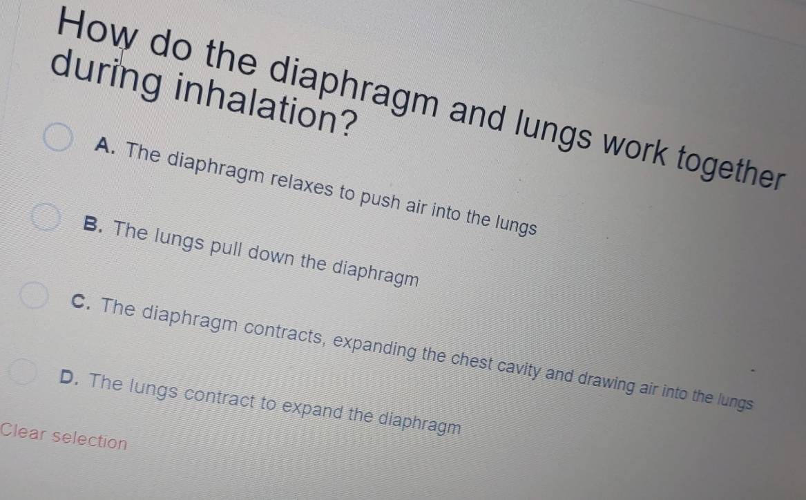 Solved: during inhalation? How do the diaphragm and lungs work together ...