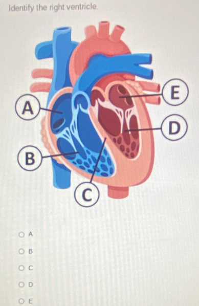 Identify the right ventricle.
A
B
C
D
E