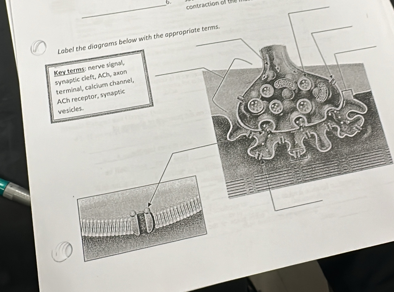 contraction of the