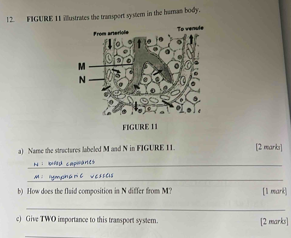 FIGURE 11 illustrates the transport system in the human body. 
a) Name the structures labeled M and N in FIGURE 11. [2 marks] 
_ 
_ 
b) How does the fluid composition in N differ from M? [1 mark] 
_ 
c) Give TWO importance to this transport system. [2 marks] 
_