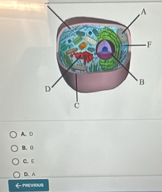 A. D
B、 B
C. E
D. A
PREVIOUS