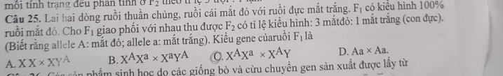 môi tỉnh trạng đều phan tính ở r_2 có kiểu hình 100%
Câu 25. Lai hai dòng ruồi thuần chủng, ruồi cái mắt đỏ với ruồi đực mắt trắng. F_1
ruồi mắt đỏ. Cho F_1 giao phối với nhau thu được F_2 có tỉ lệ kiểu hình: 3 mắtđỏ: 1 mắt trắng (con đực).
(Biết rằng allele A: mắt đỏ; allele a: mắt trắng). Kiểu gene củaruồi F_1 là
A. XX* XY^A B. X^AX^a* X^aY^A C. X^AX^a* X^AY D. Aa* Aa. 
ăn cận phẩm sinh học dọ các giống bò và cừu chuyền gen sản xuất được lầy từ