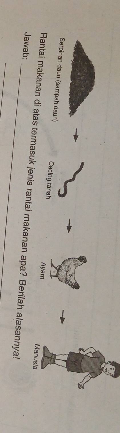 Serpihan daun (sampah daun) Cacing tanah Ayam Manusia 
Rantai makanan di atas termasuk jenis rantai makanan apa? Berilah alasannya! 
Jawab: 
_