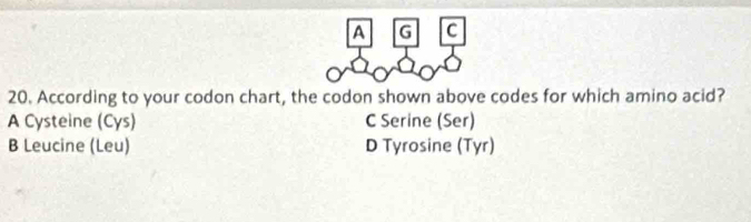 Solved: A G C 20. According to your codon chart, the codon shown above ...