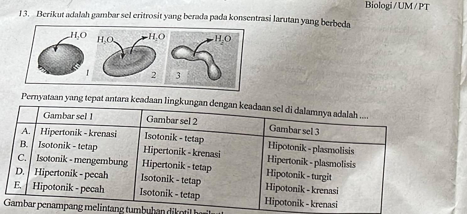 Biologi/ UM / PT
13. Berikut adalah gambar sel eritrosit yang berada pada konsentrasi larutan yang berbeda
Pernyataan yang tepat antara keadaan lingkungan dengan keadaan sel di dalamnya adalah ....
Gambar sel 1 Gambar sel 2 Gambar sel 3
A. Hipertonik - krenasi Isotonik - tetap Hipotonik - plasmolisis
B. Isotonik - tetap Hipertonik - krenasi Hipertonik - plasmolisis
C. Isotonik - mengembung Hipertonik - tetap Hipotonik - turgit
D.  Hipertonik - pecah Isotonik - tetap Hipotonik - krenasi
E. Hipotonik - pecah Isotonik - tetap
Hipotonik - krenasi
Gambar penampang melintang tumbuhan di oti