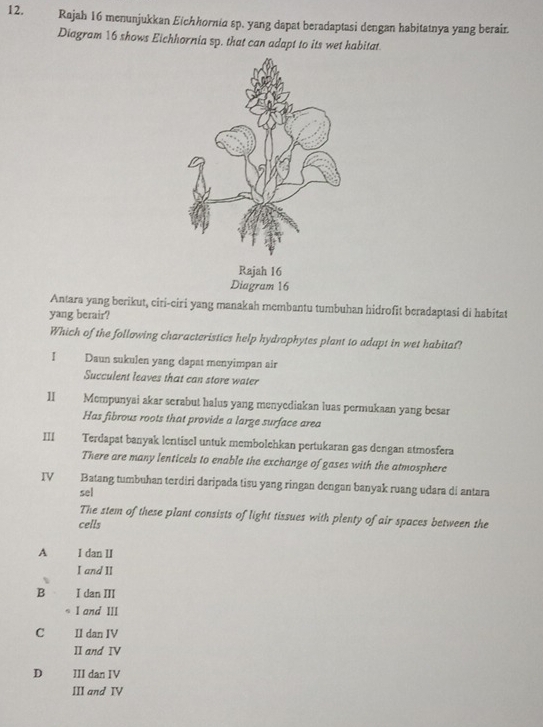 € Rajah 16 menunjukkan Eïchhornia sp. yang dapat beradaptasi dengan habitatnya yang berair.
Diagram 16 shows Eichhornia sp. that can adapt to its wet habitat
Antara yang berikut, ciri-ciri yang manakah membantu tumbuhan hidrofit beradaptasi di habitat
yang berair?
Which of the following characteristics help hydrophytes plant to adapt in wet habitat?
I Daun sukulen yang dapat menyimpan air
Succulent leaves that can store water
Ⅱ Mempunyai akar serabut halus yang menyediakan luas permukaan yang besar
Has fibrous roots that provide a large surface area
II Terdapat banyak lentisel untuk membolehkan pertukaran gas dengan atmosfera
There are many lenticels to enable the exchange of gases with the atmosphere
IV Batang tumbuhan terdiri daripada tisu yang ringan dengan banyak ruang udara di antara
sel
The stem of these plant consists of light tissues with plenty of air spaces between the
cells
A I dan II
I and II
B I dan III
I and III
C II dan IV
II and IV
D III dan IV
III and IV