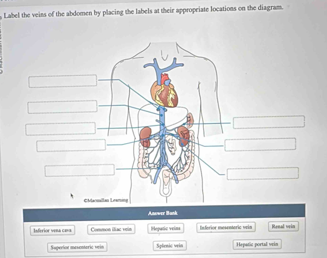 Label the veins of the abdomen by placing the labels at their appropriate locations on the diagram.
Answer Bank
Inferior vena cava Common iliac vein Hepatic veins Inferior mesenteric vein Renal vein
Superior mesenteric vein Splenic vein Hepatic portal vein