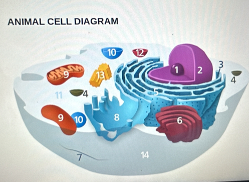 ANIMAL CELL DIAGRAM