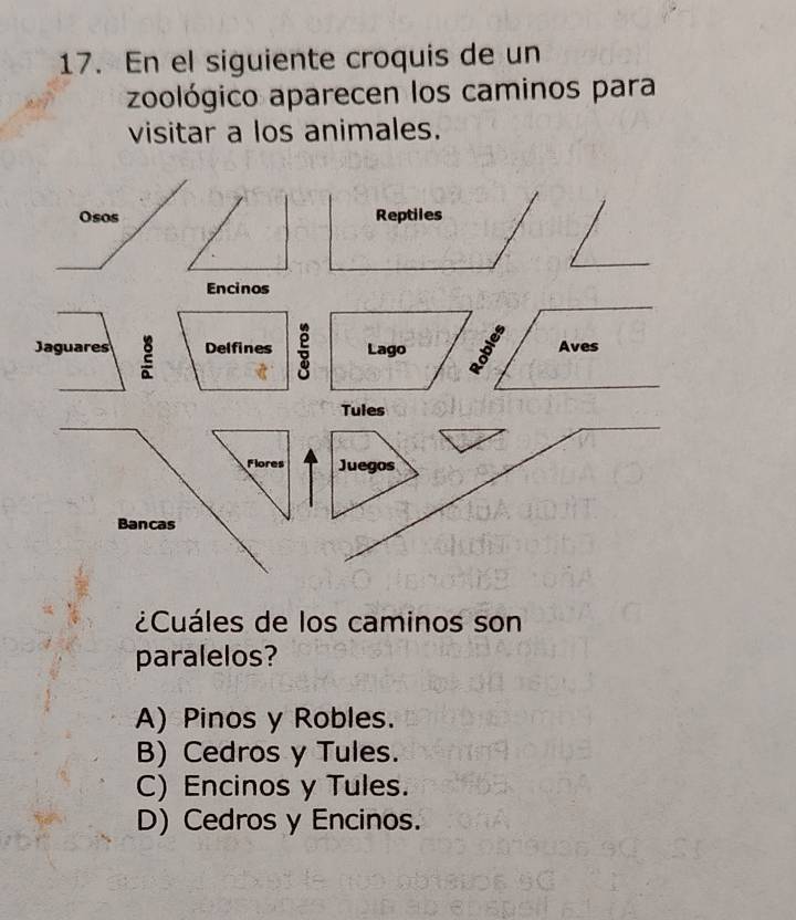 En el siguiente croquis de un
zoológico aparecen los caminos para
visitar a los animales.
Osos Reptiles
Encinos
Jaguares Delfines ; Lago Aves
Tules
Flores Juegos
Bancas
¿Cuáles de los caminos son
paralelos?
A) Pinos y Robles.
B) Cedros y Tules.
C) Encinos y Tules.
D)Cedros y Encinos.