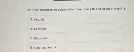 At which organelle do polypeptides form during this biological process?
Vacuole
Centriole
Ribosome
Golgi apparatus