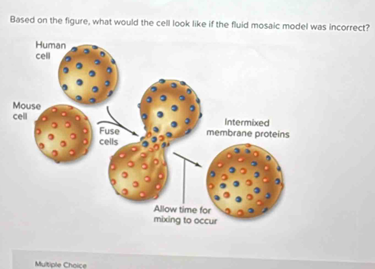 Based on the figure, what would the cell look like if the fluid mosaic model was incorrect?
Multiple Choice