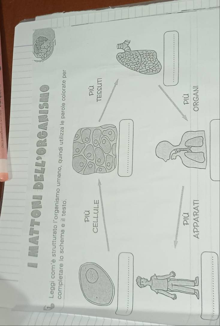 MATTONI DELL'ORGANISMO 
Leggi com'è strutturato l'organismo umano, quindi utilizza le parole colorate per 
completare lo schema e il testo. 
plù 
Più 
CELLULE TESSUTI 
_ 
_ 
_ 
Plù più 
APPARATI ORGANI_