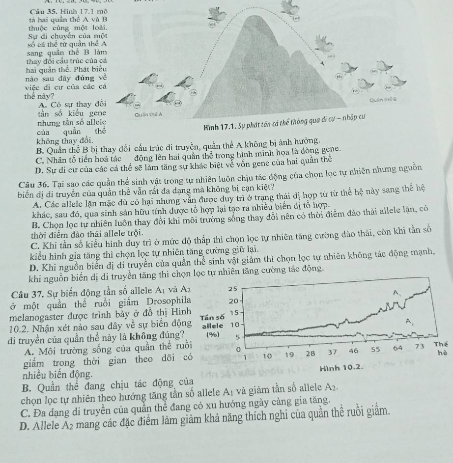Hình 17.1
tả hai quần thể A v
thuộc cùng một l
Sự di chuyển của 
số cá thể tử quần th
sang quần thể B l
thay đổi cầu trúc củ
hai quần thể. Phát b
nào sau đây đúng
việc di cư của các
thể này?
A. Có sự thay 
tần số kiểu g
nhưng tần số all
của quần 
không thay đổi.
B. Quần thể B bị thay đổi cấu trúc di truyền, quần thể A không bị ảnh hưởng.
C. Nhân tố tiến hoá tác  động lên hai quần thể trong hình minh họa là dòng gene.
D. Sự di cư của các cá thể sẽ làm tăng sự khác biệt về vốn gene của hai quần thể
Câu 36. Tại sao các quần thể sinh vật trong tự nhiên luôn chịu tác động của chọn lọc tự nhiên nhưng nguồn
biến dị di truyền của quần thể vẫn rất đa dạng mà không bị cạn kiệt?
A. Các allele lặn mặc dù có hại nhưng vẫn được duy trì ở trang thái dị hợp tử từ thể hệ này sang thể hệ
khác, sau đó, qua sinh sản hữu tính được tổ hợp lại tạo ra nhiều biển dị tổ hợp.
B. Chọn lọc tự nhiên luôn thay đổi khi môi trường sống thay đổi nên có thời điểm đào thải allele lặn, có
thời điểm đào thải allele trội.
C. Khi tần số kiểu hình duy trì ở mức độ thấp thì chọn lọc tự nhiên tăng cường đào thải, còn khi tần số
kiểu hình gia tăng thì chọn lọc tự nhiên tăng cường giữ lại.
D. Khi nguồn biến dị di truyền của quần thể sinh vật giảm thì chọn lọc tự nhiên không tác động mạnh,
khi nguồn biến dị di truyền tăng thì chọ tự nhiên tăng cường tác động.
Câu 37. Sự biến động tần số allele A_1 và A_2
ở một quần thể ruồi giấm Drosophil
melanogaster được trình bày ở đồ thị Hìn
10.2. Nhận xét nào sau đây về sự biển độn
di truyền của quần thể này là không đúng?
A. Môi trường sống của quần thể ru
giẩm trong thời gian theo dõi 
nhiều biến động.
B. Quần thể đang chịu tác động của
chọn lọc tự nhiên theo hướng tăng tần số allele A_1 và giảm tần số allele A_2.
C. Đa dạng di truyền của quần thể đang có xu hướng ngày càng gia tăng.
D. Allele A_2 mang các đặc điểm làm giảm khả năng thích nghi của quần thể ruồi giấm.