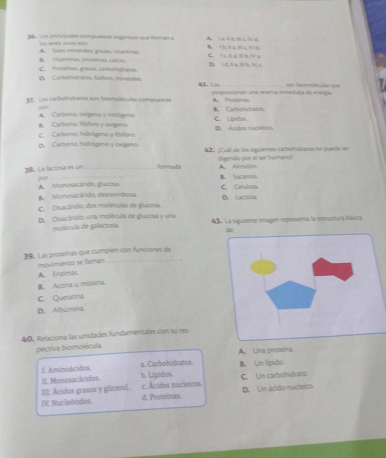 Los principales compuestos orgánicos que forman a A. I a lh l c V d
los seres vivos son B. I àl a l cNd
A. Sales minerales, grasas, vitaminas, C. I c l d l h N a
B. Vitaminas, proteínas, calcio.
D. 1 d l a Ⅲ b Nc
C. Proteínas, grasas, carbohidratos,
D. Carbohidratos, fósforo, minerales,
41. Los_ son biomoléculas que
proporcionan una reserva inmediata de energía.
#7. Los carbohidratos son biomoléculas compuestas A. Proteínas.
por
B. Carbohidratos.
A. Carbono, oxígeno y nitrógeno.
C. Lípidos.
B. Carbono, fósforo y oxigeno.
D. Ácidos nucleicos.
C. Carbono, hidrógeno y fósforo.
D. Carbono, hidrógeno y oxígeno.
42. ¿Cuál de los siguientes carbohidratos no puede ser
digerido por el ser humano?
38. La lactosa es un _formada A. Almidón.
por
_
B. Sacarosa.
A. Monosacárido, glucosa. C. Celulosa.
B. Monosacárido, desoxirribosa. D. Lactosa.
C. Disacárido, dos moléculas de glucosa.
D. Disacárido, una molécula de glucosa y una
molécula de galactosa. 43. La siguiente imagen representa la estructura básica
de:
39. Las proteínas que cumplen con funciones de
movimiento se llaman
_
A. Enzimas.
B. Actina u miosina.
C. Queratina.
D. Albúmina.
40. Relaciona las unidades fundamentales con su res-
pectiva biomolécula.
A. Una proteína.
I. Aminoácidos. a. Carbohidratos.
B. Un lípido.
II. Monosacáridos. b. Lípidos.
C. Un carbohidrato.
III. Ácidos grasos y glicerol. c. Ácidos nucleicos.
IV. Nucleótidos. d. Proteinas. D. Un ácido nucleico.