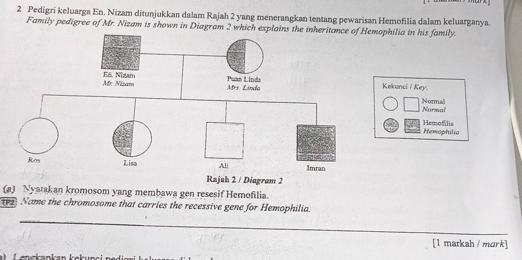 Pedigri keluarga En. Nizam ditunjukkan dalam Rajah 2 yang menerangkan tentang pewarisan Hemofilia dalam keluarganya. 
Family pedigree of Mr. Nizam is shown in Diagram 2 whphilia in his family. 
Kekunci / Key. 
Normal 
Normal 
Hemofilia 
Hemophilia 
Rajah 2 / Diagram 2 
(a) Nyatakan kromosom yang membawa gen resesif Hemofilia. 
TP2 Name the chromosome that carries the recessive gene for Hemophilia. 
_ 
[1 markah / mark] 
d en s kankan k ekun ci ne r