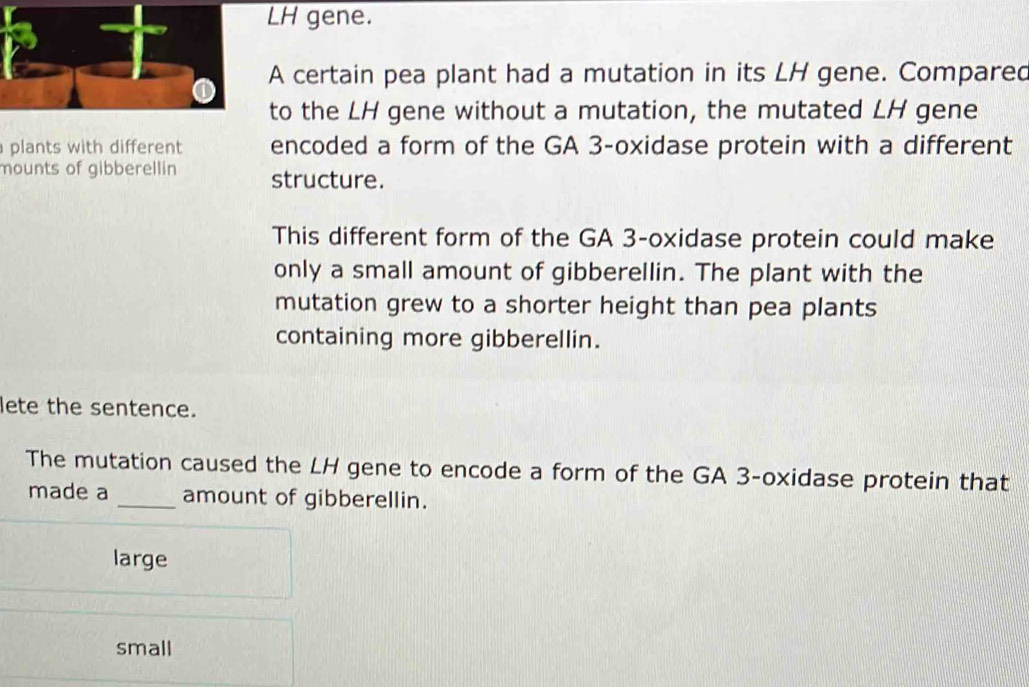 LH gene.
A certain pea plant had a mutation in its LH gene. Compared
to the LH gene without a mutation, the mutated LH gene
plants with different encoded a form of the GA 3 -oxidase protein with a different
mounts of gibberellin structure.
This different form of the GA 3 -oxidase protein could make
only a small amount of gibberellin. The plant with the
mutation grew to a shorter height than pea plants
containing more gibberellin.
lete the sentence.
The mutation caused the LH gene to encode a form of the GA 3 -oxidase protein that
made a _amount of gibberellin.
large
small