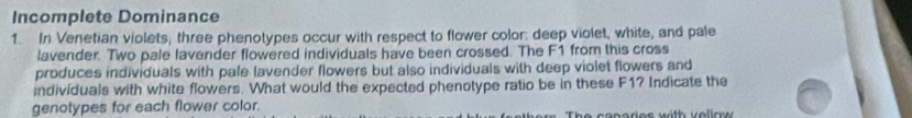 Incomplete Dominance 
1 In Venetian violets, three phenotypes occur with respect to flower color: deep violet, white, and pale 
lavender. Two pale lavender flowered individuals have been crossed. The F1 from this cross 
produces individuals with pafe lavender flowers but also individuals with deep violet flowers and 
individuals with white flowers. What would the expected phenotype ratio be in these F1? Indicate the 
genotypes for each flower color. 
e a naries with v ellow .
