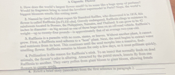A Gigantic Flower 
1. How does the world's largest flower smell? Is its seent like a huge spray of perfume? 
Would its fragrance bring to mind the loveliest supermodel in Paris? Nope, the world's 
biggest blossom smells like rotting meat. 
2. Named by (and for) plant expert Sir Stamford Raffles, who discovered it in 1818, this 
flower is called Rafflesia (ta-FLEF-zha). Gravely endangered, Rafflesia clings to existmce in 
rainforests located in Borneo, the Philippines, Sumatra, and Thailand. It can grow to be 42
inches in diameter—as big around as one of those huge tires on an off-road vehicle. Rafflesia’s 
weight—up to twenty-four pounds—is approximately that of an average two-year-old 
3. Rafflesia is a parasite with no roots, stems, or leaves. Without another plant, it cannot 
grow. First, a Rafflesia seed adheres to a “host” plant. Next, the seed begins to extract water 
and nutrients from its host. This continues until the seed morphs into a massive, foul- 
smelling flower. Rafflesia remains in bloom for only a few days, so it must pollinate quickly. 
4. Pollination is the reason for Rafflesia’s stink. To an insect that normally feeds on dead 
animals, the flower’s odor is alluring. Attracted by the putrid stench, insects fly from one 
Rafflesia to another. They carry pollen from giant bloom to giant bloom, allowing female 
flowers to create seeds. 
_ 
4. Retell a brief story (anecdote) from the first sentence in paragraph 2 _