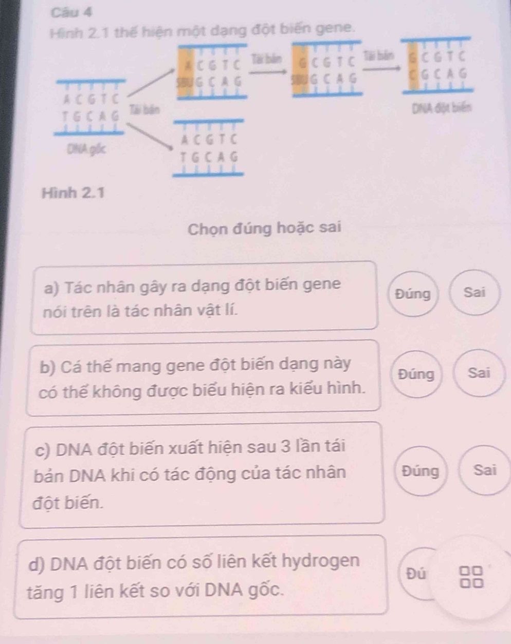 Hình 2.1 thế hiện một dạng đột biển gene.
Chọn đúng hoặc sai
a) Tác nhân gây ra dạng đột biến gene Đúng Sai
nói trên là tác nhân vật lí.
b) Cá thể mang gene đột biến dạng này Đúng Sai
có thể không được biểu hiện ra kiểu hình.
c) DNA đột biến xuất hiện sau 3 lần tái
bản DNA khi có tác động của tác nhân Đúng Sai
đột biến.
d) DNA đột biến có số liên kết hydrogen
Đú
tăng 1 liên kết so với DNA gốc.