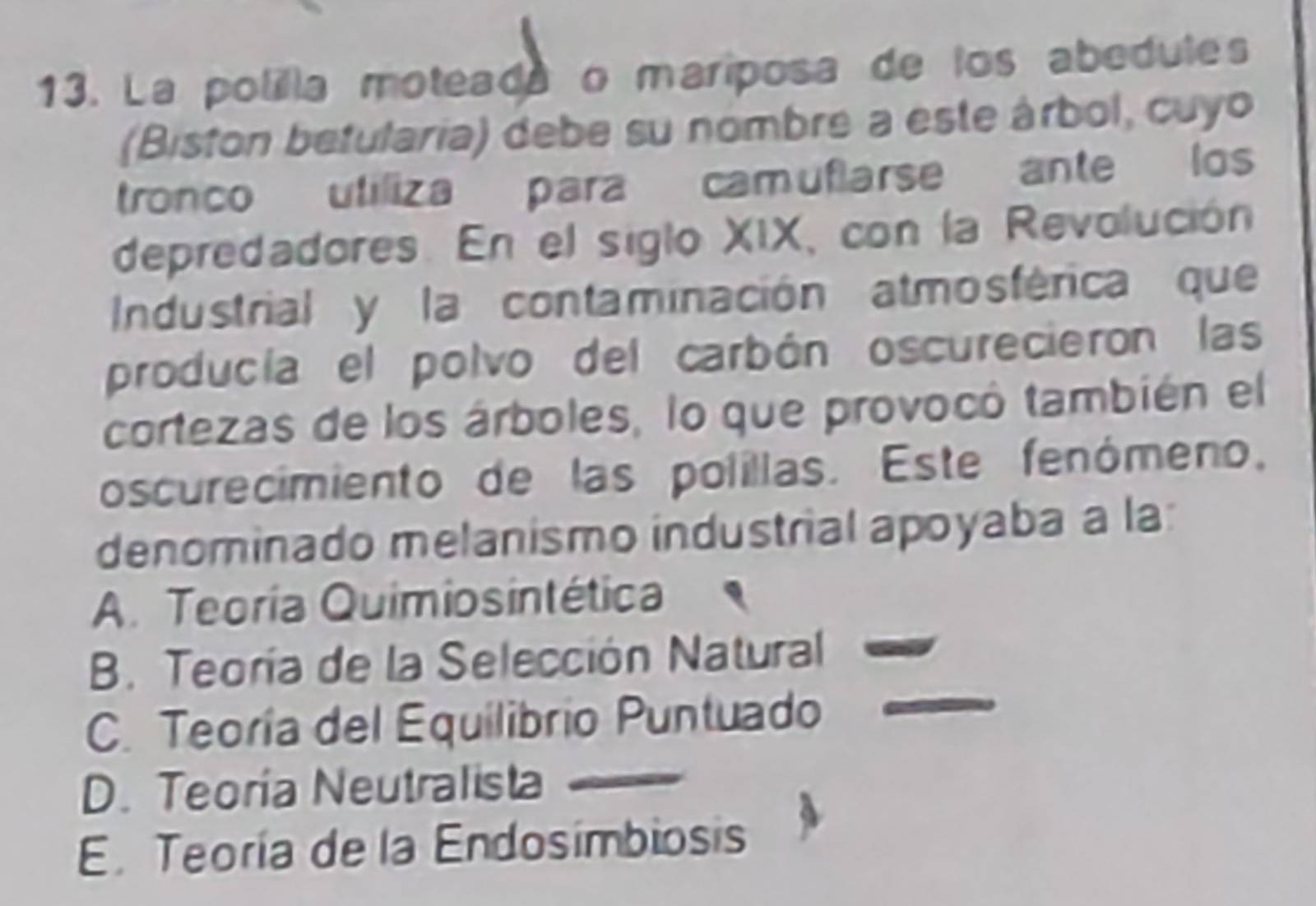 La polilla moteada o mariposa de los abedules
(Biston betularia) debe su nombre a este árbol, cuyo
tronco utiliza para camuflarse ante los
depredadores. En el siglo XIX, con la Revolución
Industrial y la contaminación atmosférica que
producía el polvo del carbón oscurecieron las
cortezas de los árboles, lo que provocó también el
oscurecimiento de las polillas. Este fenómeno,
denominado melanismo industrial apoyaba a la:
A. Teoría Quimiosintética
B. Teoría de la Selección Natural
C. Teoría del Equilibrio Puntuado
D. Teoría Neutralista
E. Teoría de la Endosímbiosis